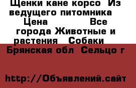 Щенки кане корсо! Из ведущего питомника! › Цена ­ 60 000 - Все города Животные и растения » Собаки   . Брянская обл.,Сельцо г.